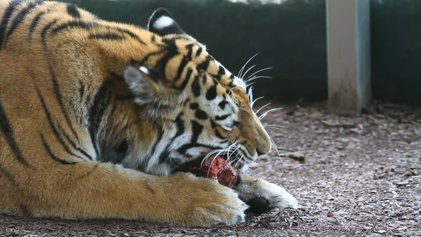 A Beautiful Wild Cat In Captivity Stock Footage Video 1845499