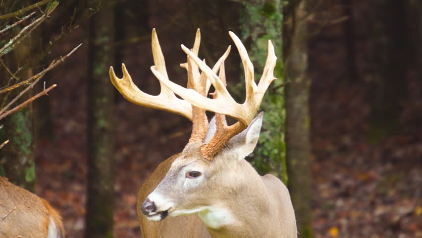 Whitetail Deer Mature Buck With Record Book Antlers,Whitetail Deer