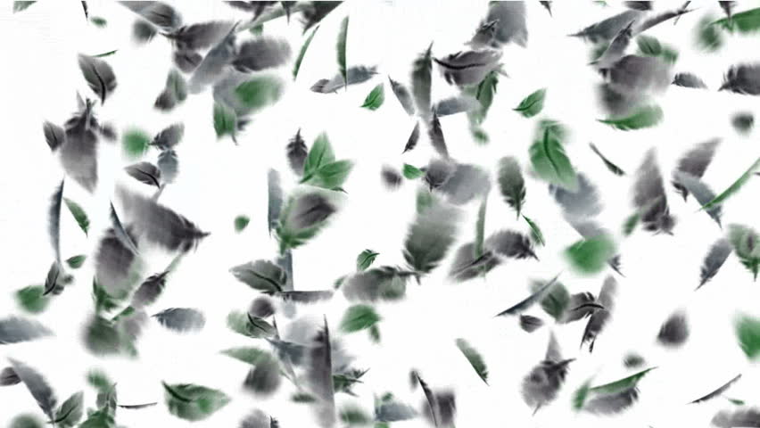 bird feathers f...