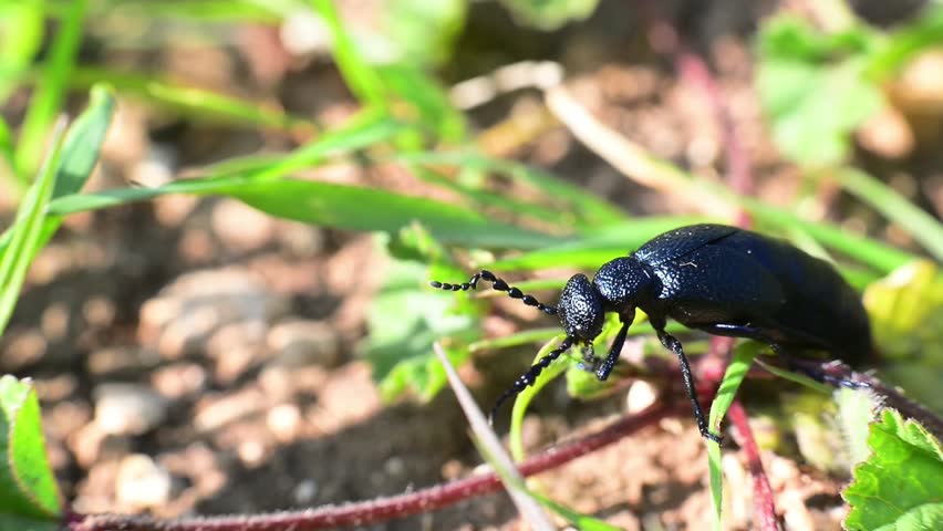 big-black-beetle-eats-grass-stock-footage-video-3272120-shutterstock