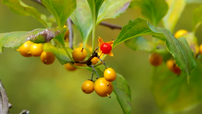 Header of American Bittersweet