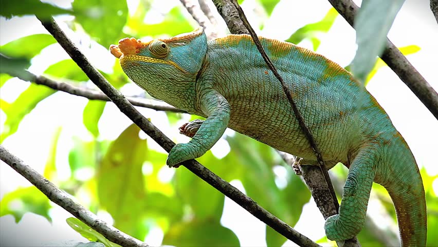 Endangered Rhinoceros Chameleon (Furcifer Rhinoceratus) Resting On A