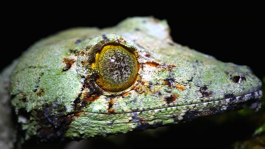 Image Result For Leaf Tailed Gecko Wallpapers Image Result For Leaf Tailed Gecko Wallpapers