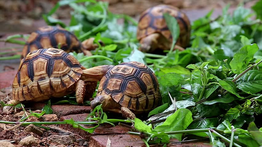 Angonoka Or Ploughshare Tortoise Yawning In Madagascar. This Is The ...