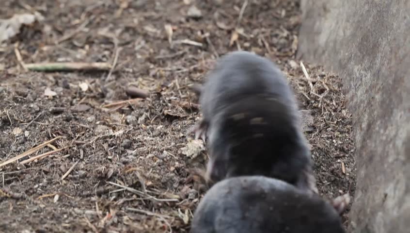Above+Ground+Moles Two Baby Moles Moving Above Ground Stock Footage Video 3457079 ...