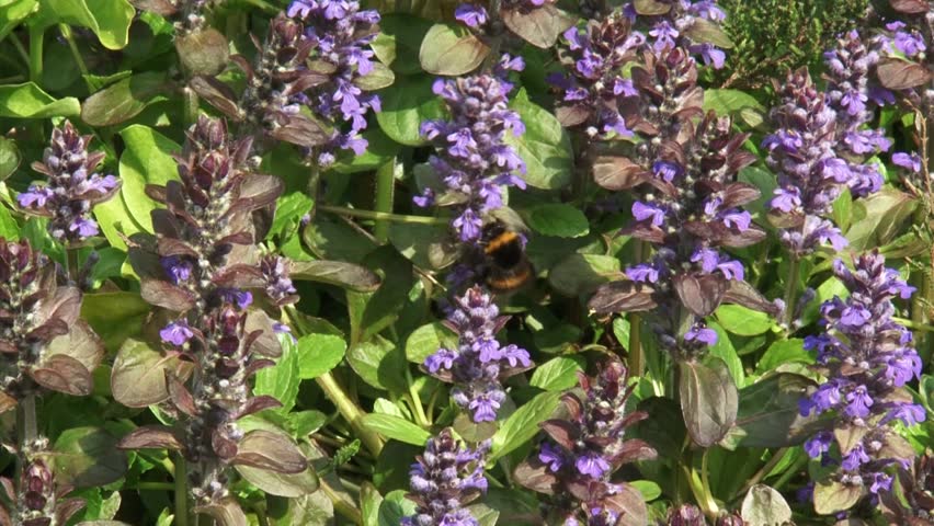Header of Ajuga Reptans