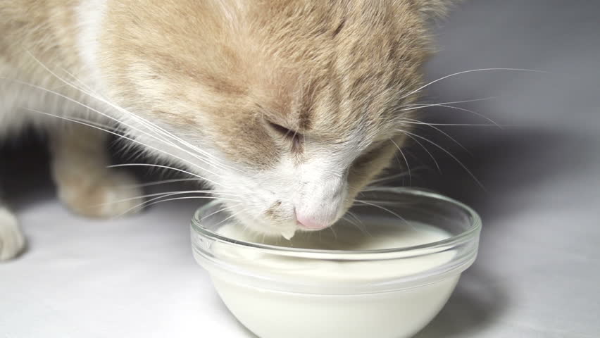 Slow Motion Of Cat Drinking Water Slow Motion Of Cat Drinking Water