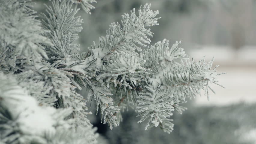 fir branches covered with hoar frost shoot in raw slide fir branches covered with hoar frost shoot in raw slide
