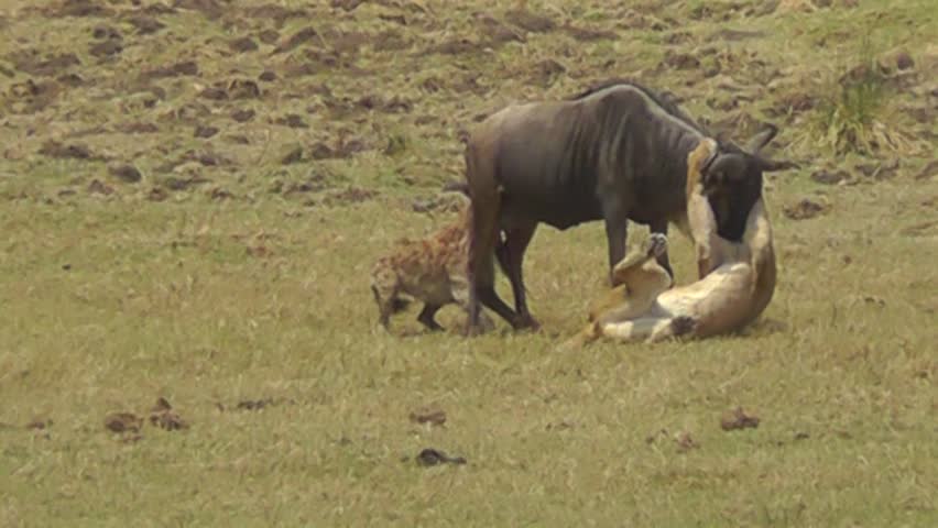 Female Lion And Hyena Attacking A Wildebeest Stock Footage Video