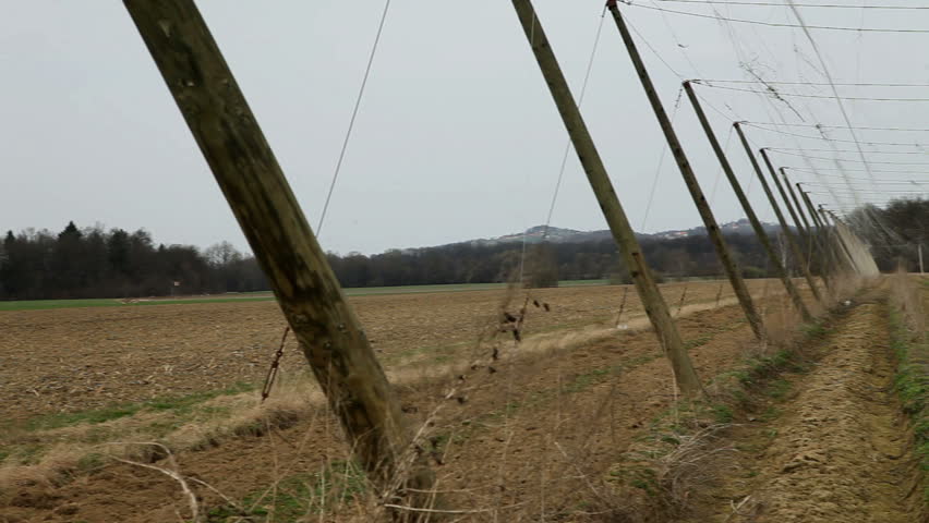 Shot of abandoned hops field in fall - HD stock video clip
