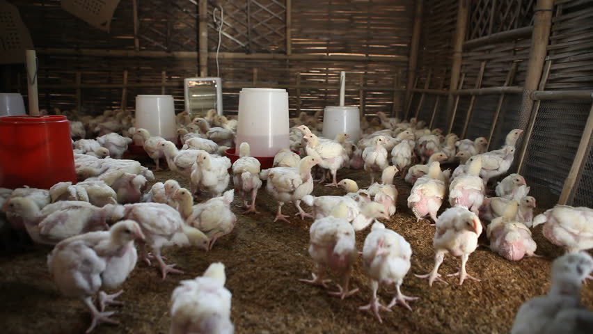 Inside A Chicken Poultry Farm With Chickens Feeding. Stock Footage 