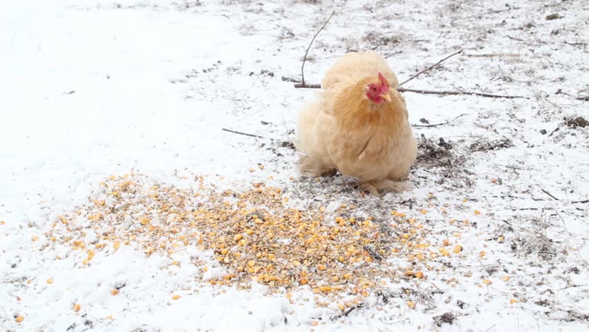 Chickens pecking for food in snow Stock video