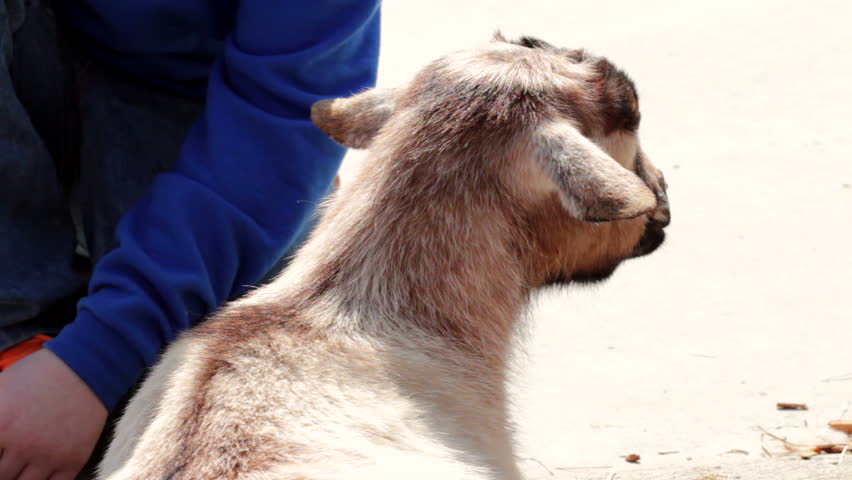 Close Up Of Hands Milking Goat In Barn Stock Footage Video 7514401