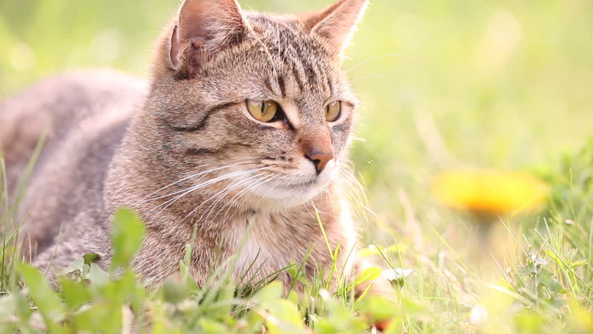 Cat Laying And Jumping In Grass Stock Footage Video 3915893 Shutterstock