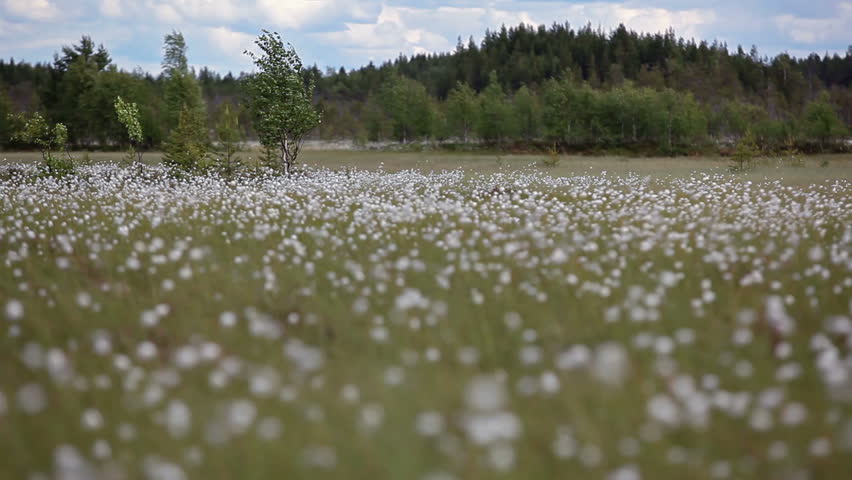 Header of cottongrass