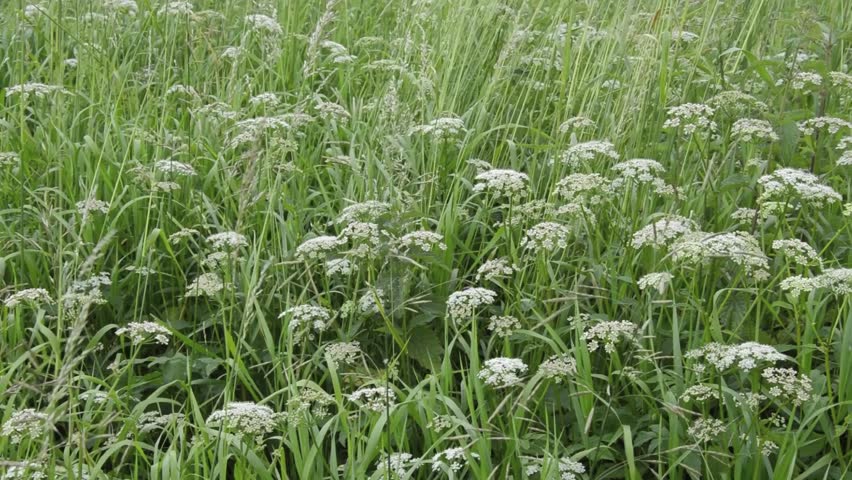 Header of Aegopodium podagraria