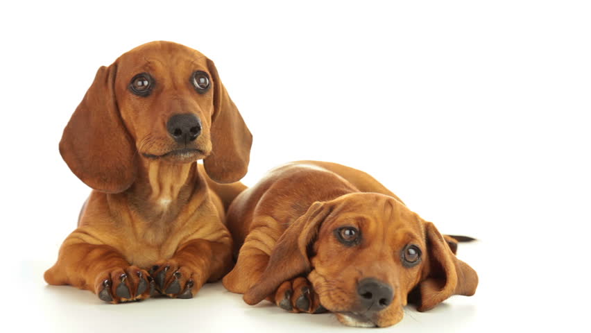 Young Dachshunds Are Lying On A White Background. Puppies Are Looking ...