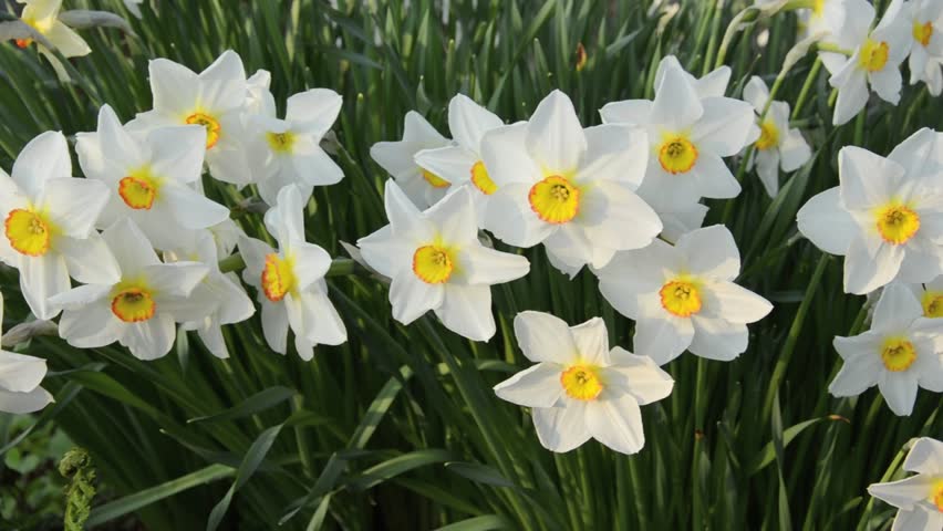 Narcissus Poeticus Stock Footage Video - Shutterstock