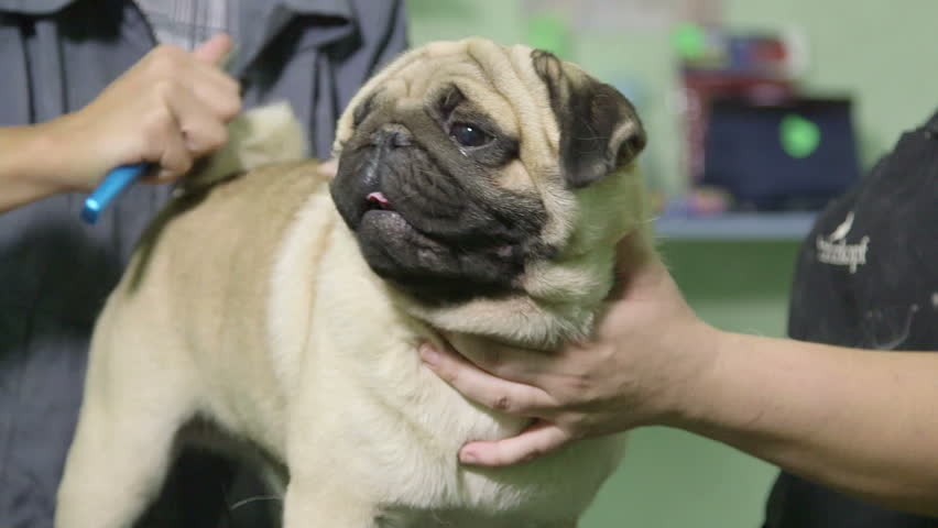 grooming pugs pug grooming at pet salon stock footage 4640054 grooming pugs pug grooming at pet salon stock footage 4640054