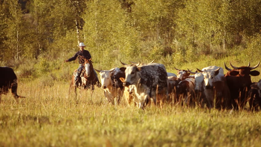 cowboys-herding-cattle-slow-motion-stock-footage-video-4617500