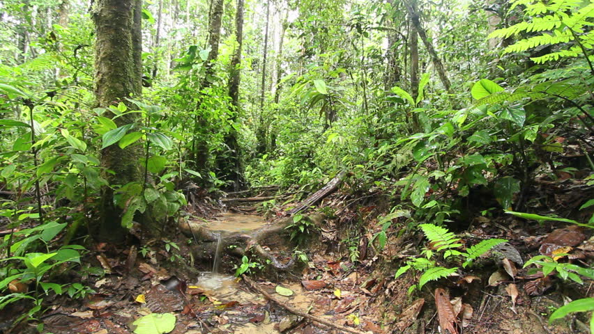 Pool Of Water On The Rainforest Floor After Very Heavy Rain, Ecuador