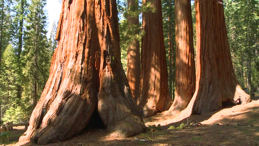 美国加州红杉视频素材-站酷海洛创意正版图片