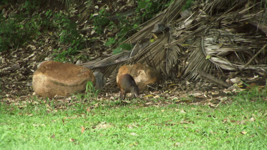 Header of agouti