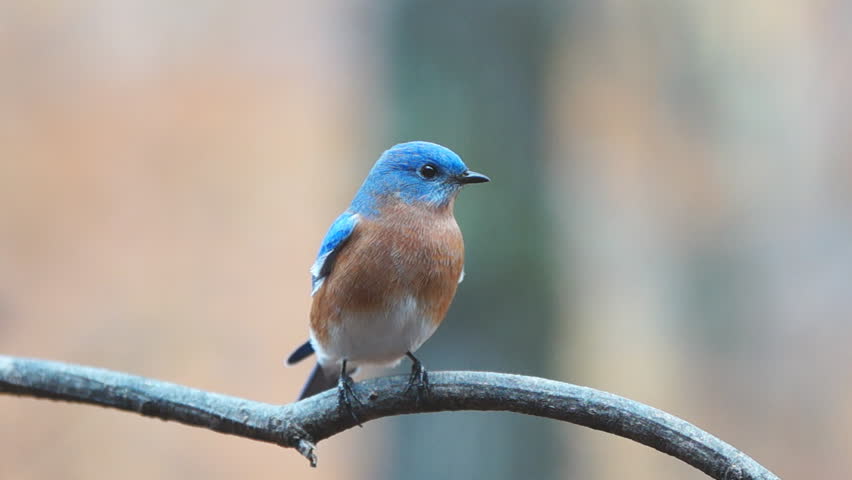 Eastern Bluebird (Sialia Sialis) Male During Rare Georgia Snowstorm