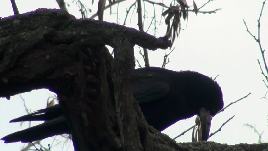 Three black crows sat on a tree