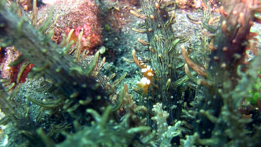 Header of Actinostephanus haeckeli