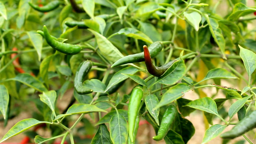 Chilli Fruit On Tree Stock Footage Video 5341061 Shutterstock