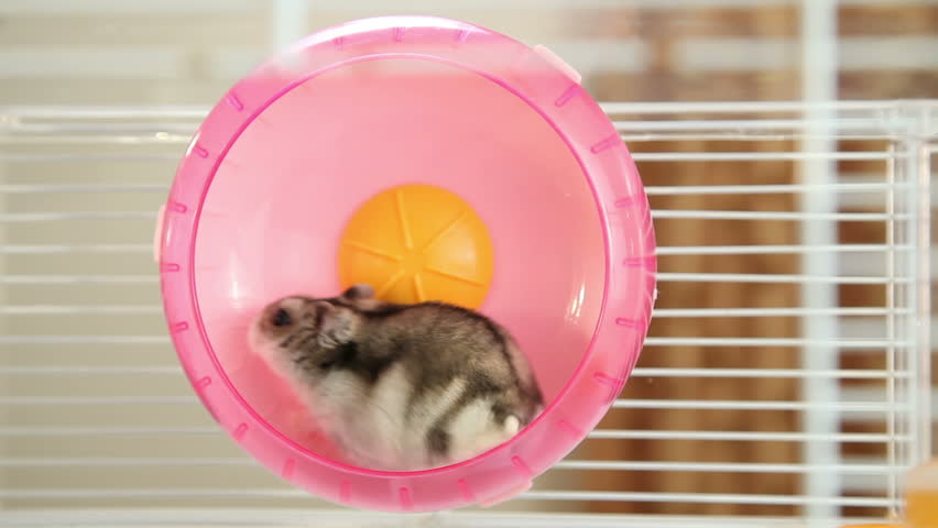 wheel runner toy hamster