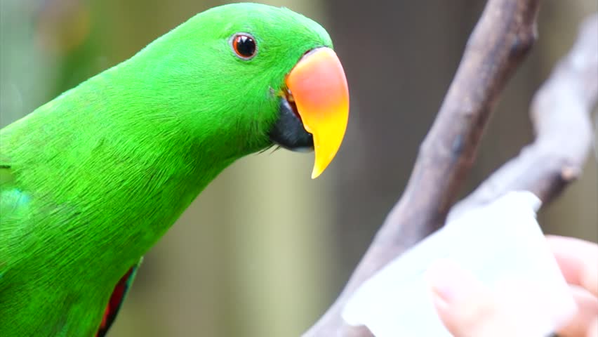 Header of Amazona aestiva xanthopteryx