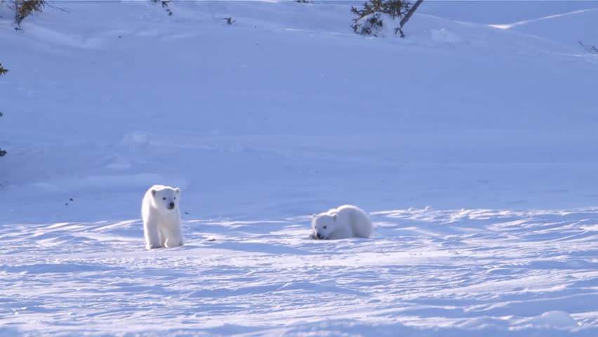 Polar Bear Cubs Sliding And Pouncing On The Snow Stock Footage Video