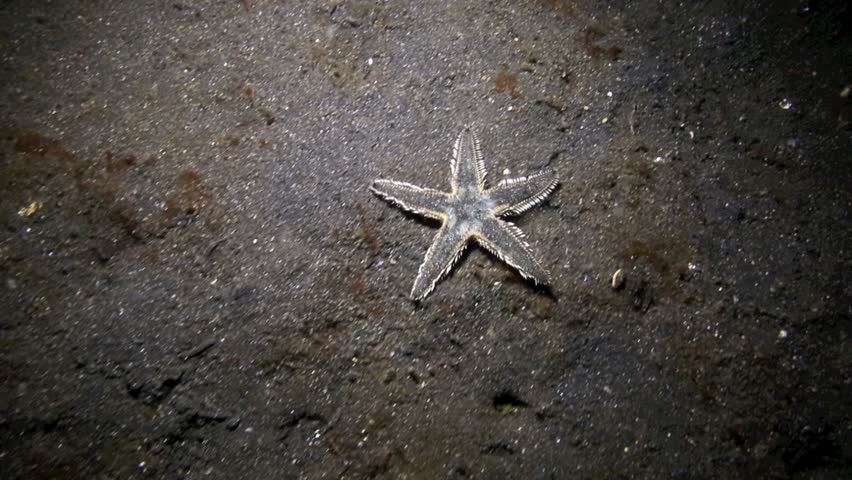 Starfish Moving Across Ocean Floor At Night In Lembeh Strait, North