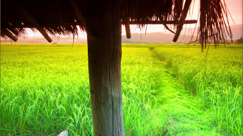 4K: Timelapse Clouds Over The Green Rice Fields, High Quality, Ultra HD