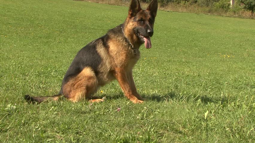 Header of Alsatian