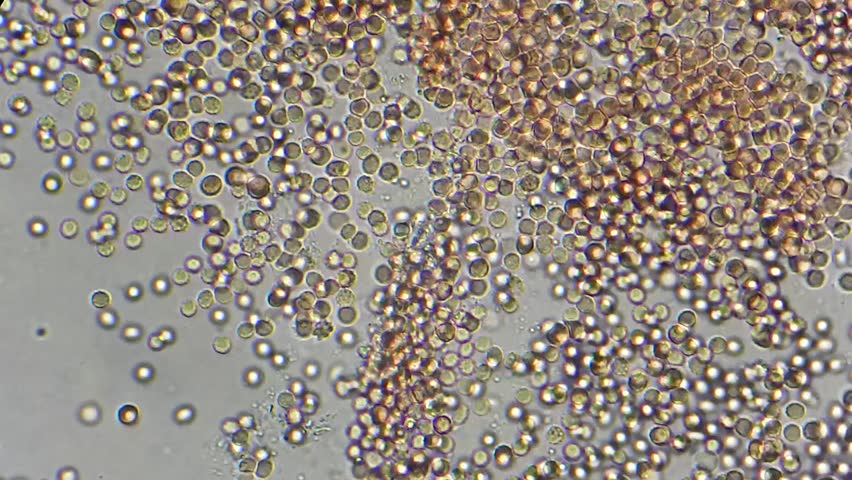 Healthy Human Blood red Blood Cells Under Microscope Magnification 400X I Am A Donor Stock 