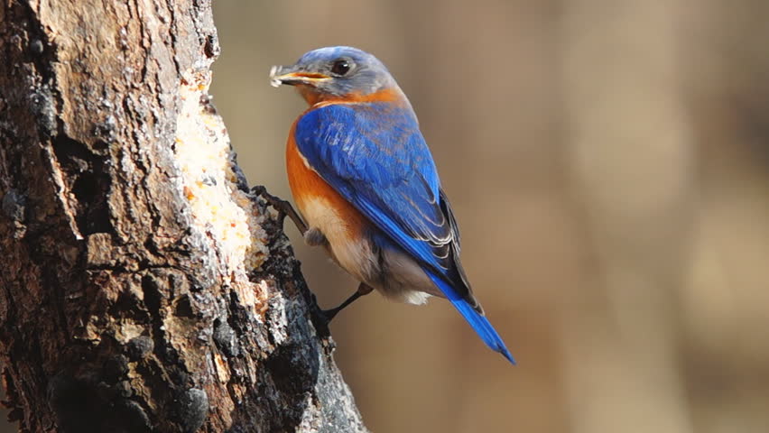 Eastern Bluebird (Sialia Sialis) Male Eating, February Winter In