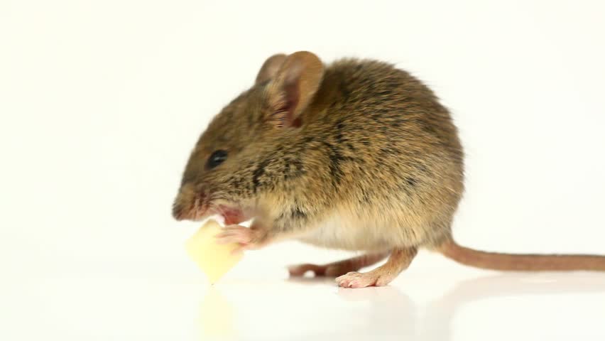 Cute little mouse eating cheese stock footage video 3867668  shutterstock