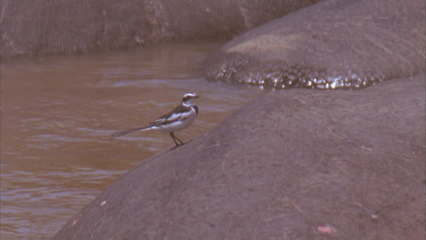 Header of African Pied Wagtail