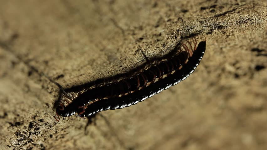 millipede-mating-millipedes-are-myriapods-of-the-class-diplopoda-that