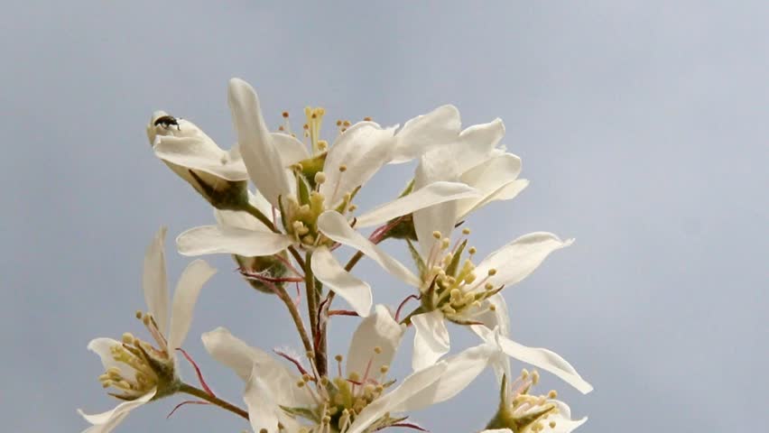 Header of Amelanchier