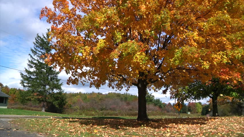 a-tree-begins-losing-it-s-leaves-stock-footage-video-6088742