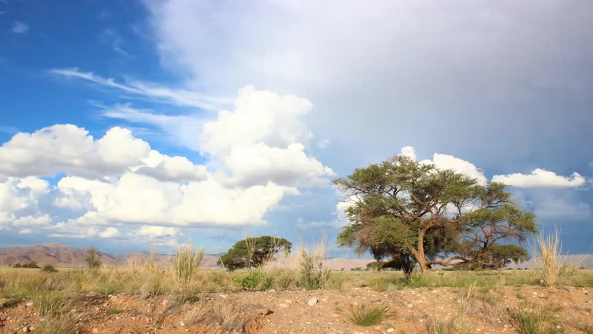 Header of Acacia erioloba