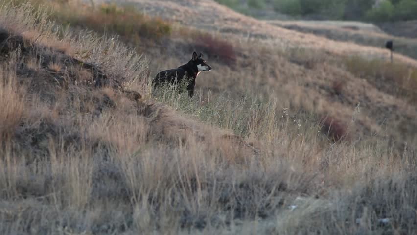 Image Result For Wolf Stock Footage Image Result For Wolf Stock Footage