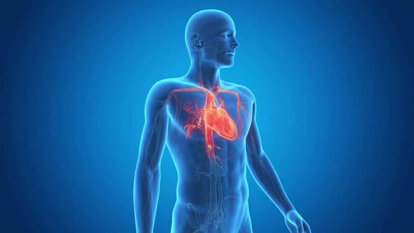 Medical Animation Showing A Healthy Beating Heart Stock Footage Video 6098183 Shutterstock