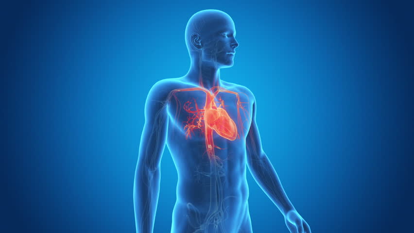 Medical Animation Showing A Healthy Beating Heart Stock Footage Video