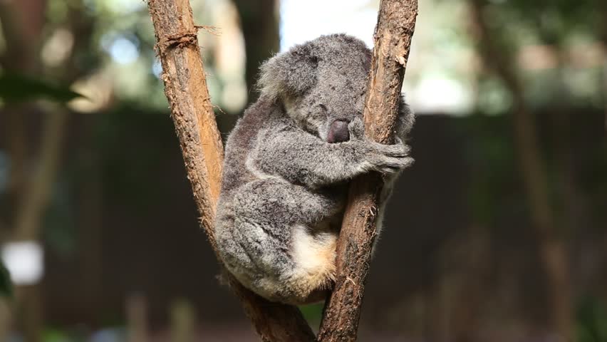 flatout bear koala