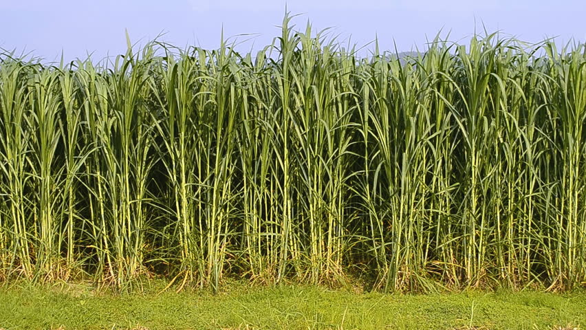 napier-grass-pennisetum-purpurerum-in-farm-plants-stock-footage-video